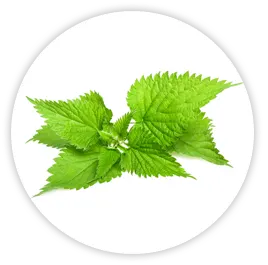 Nettle