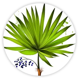 Saw Palmetto